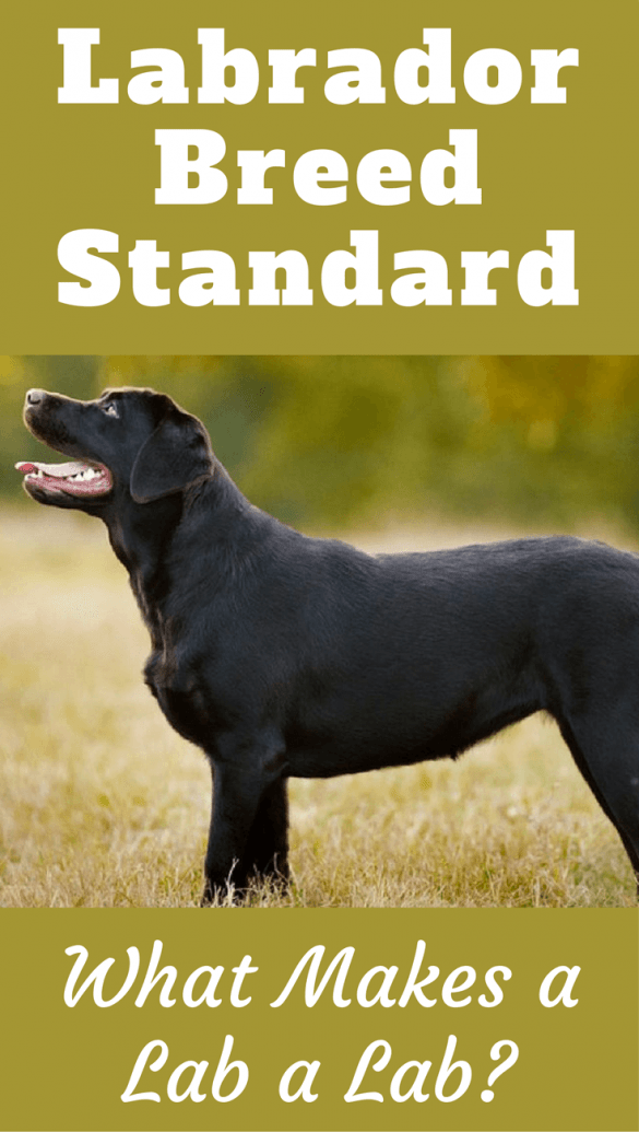 Labrador Breed Standard What Makes a Labrador Retriever? Tails, Sizes