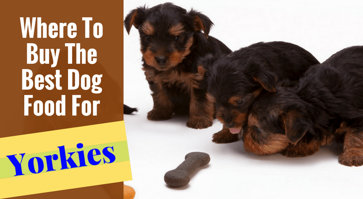 Where To Buy The Best Dog Food For Yorkies Or Yorkie Puppies?