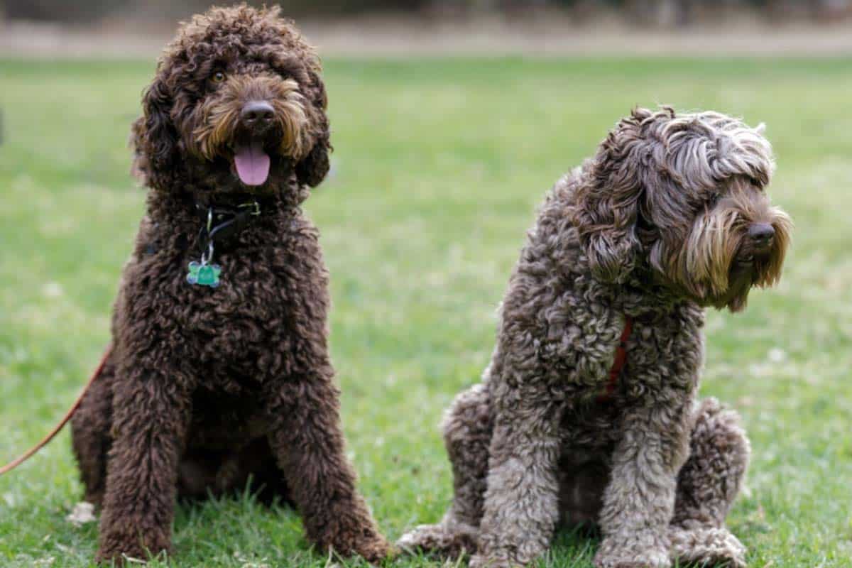 Are Labradoodles Used As Guide Dogs