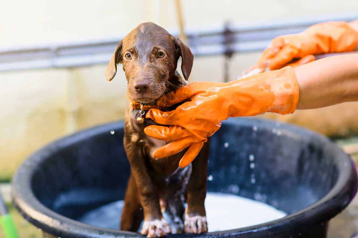 When Should I Bathe My Puppy For The First Time