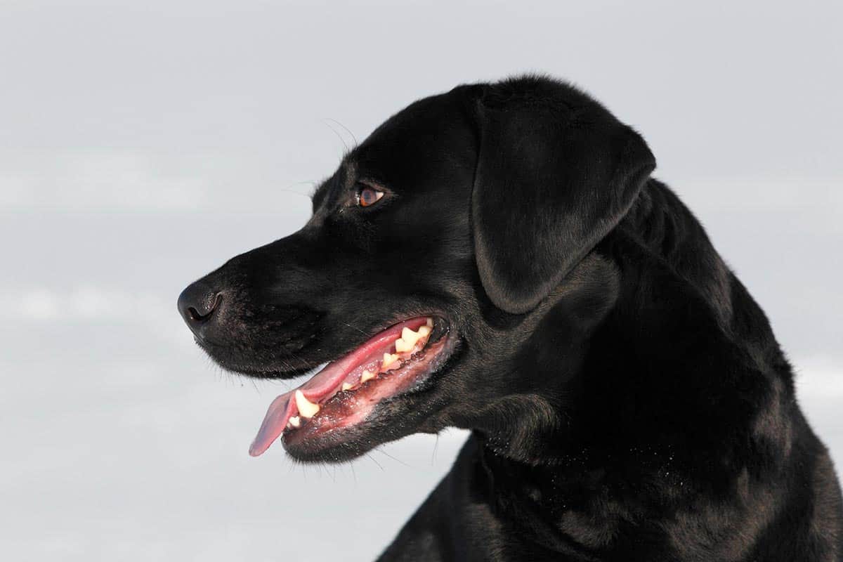 English Pointer Black Lab Mix