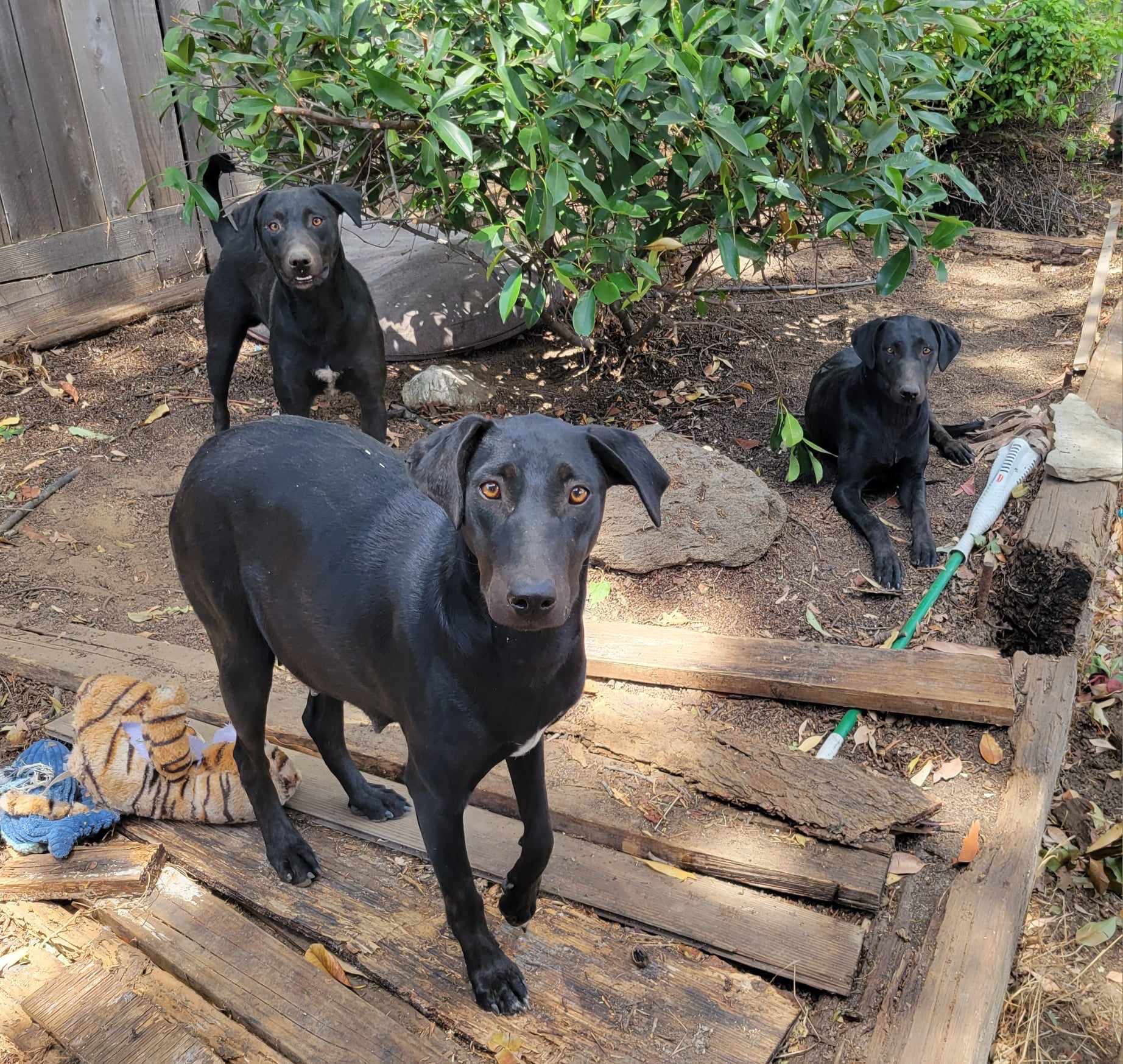 Labs Available from GGLRR Lab Rescue or in the process of being adopted