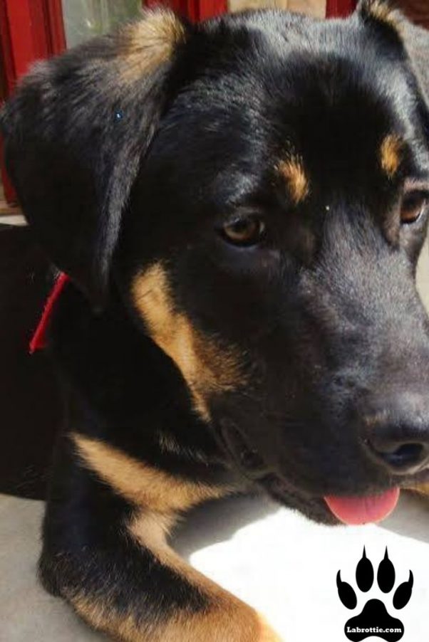 63+ Brown Doberman Lab Mix Puppies l2sanpiero