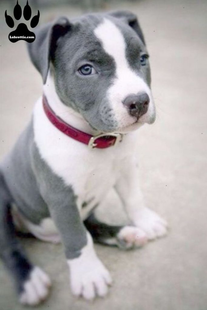 Labrabull A Labrador Pitbull Mix