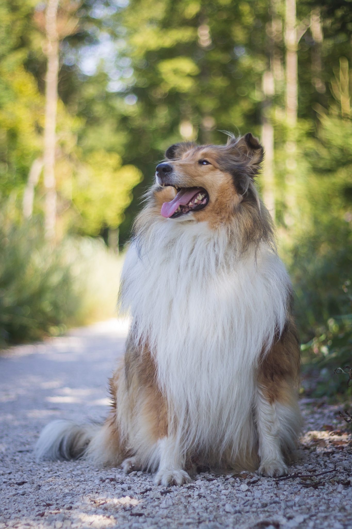 Dog Breeds That Start With C