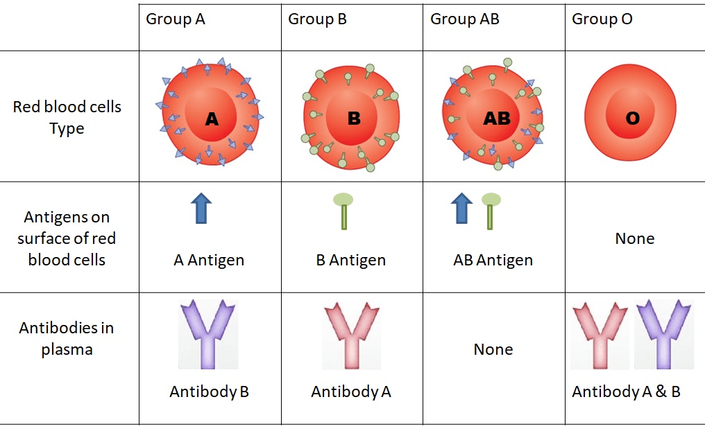 Blood Group and Crossmatch