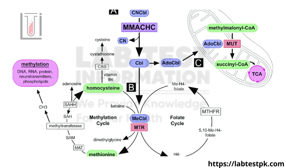 Methylmalonic Acid (MMA) Test, Vitamin Lab Test Information