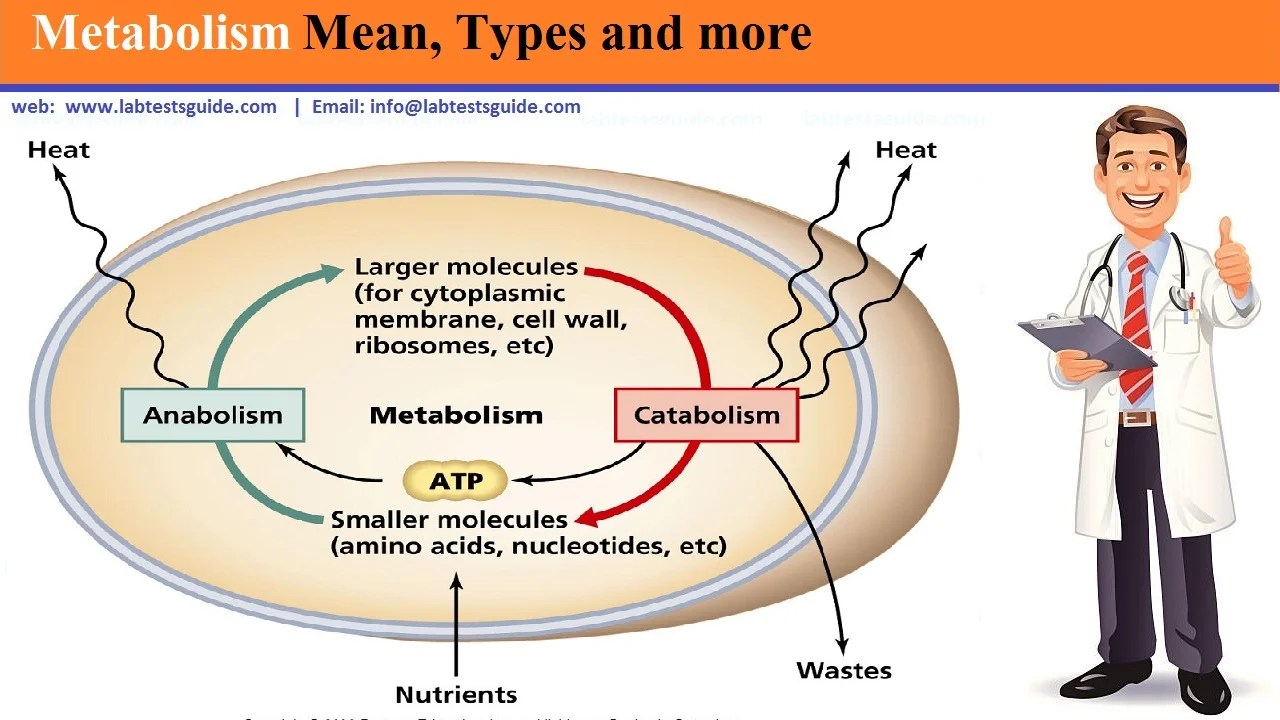 Metabolism Meaning
