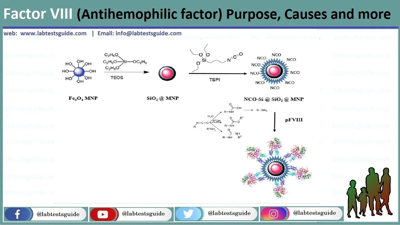 Factor VIII (Antihemophilic factor) Purpose, Causes and more Lab