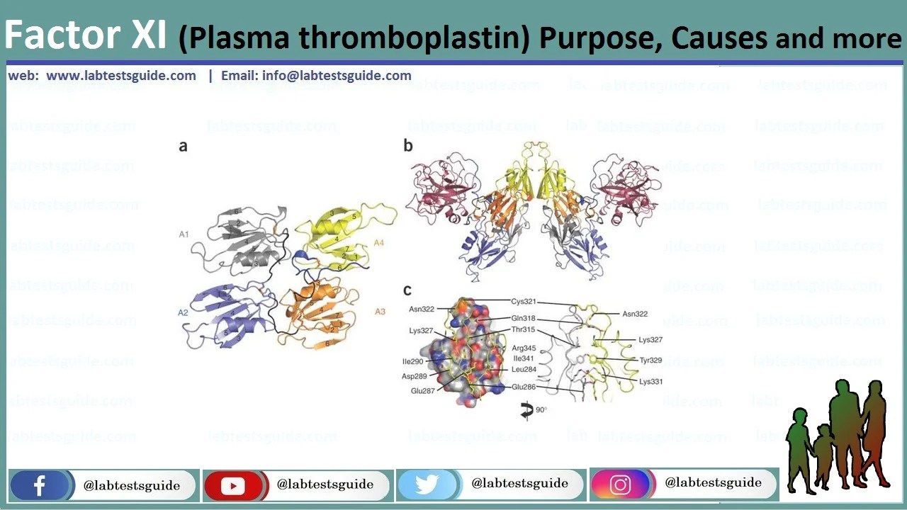 Factor XI (Plasma thromboplastin) Purpose, Causes and more Lab Tests
