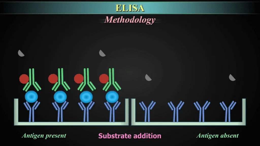 EnzymeLinked Immunosorbent Assay (ELISA) Types, Principle, Method and