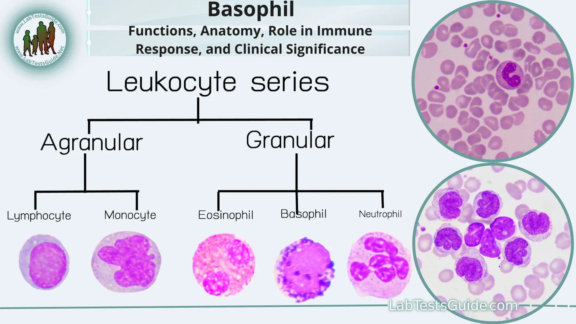 Basophil Functions, Anatomy, Role in Immune Response, and Clinical