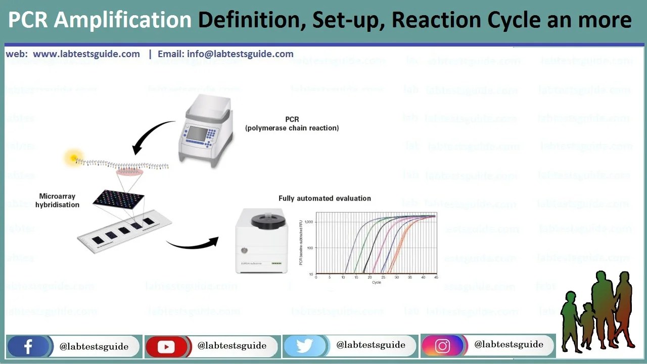 PCR Amplification Definition, Setup, Reaction Cycle an more Lab