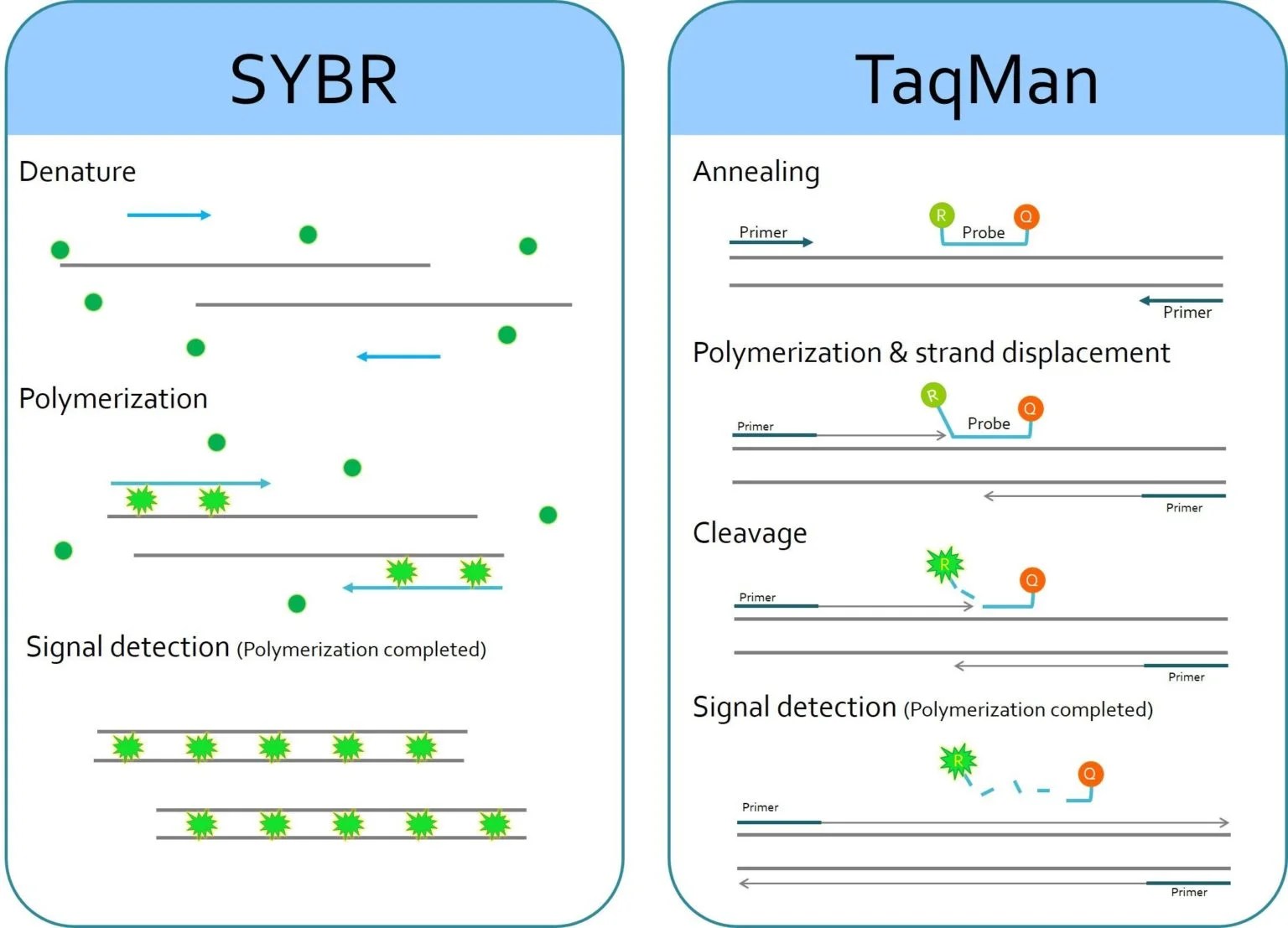 Real Time PCR Principle, Process, Markers, Advantages and more Lab