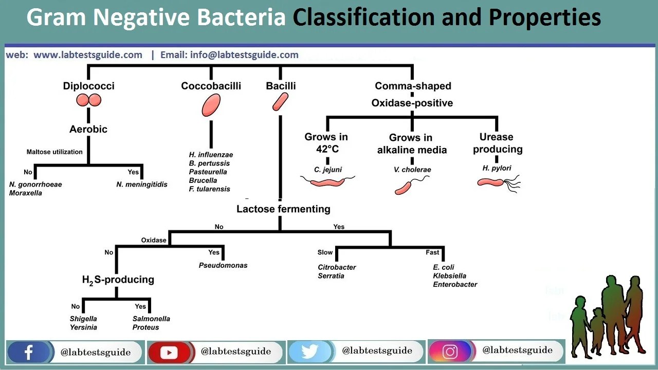 GramPositive VS GramNegative Bacteria Lab Tests Guide