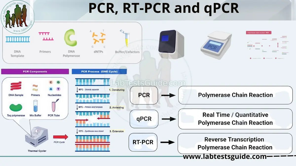 PCR RTPCR and qPCR Differences, Similarities, Definition and Purpose