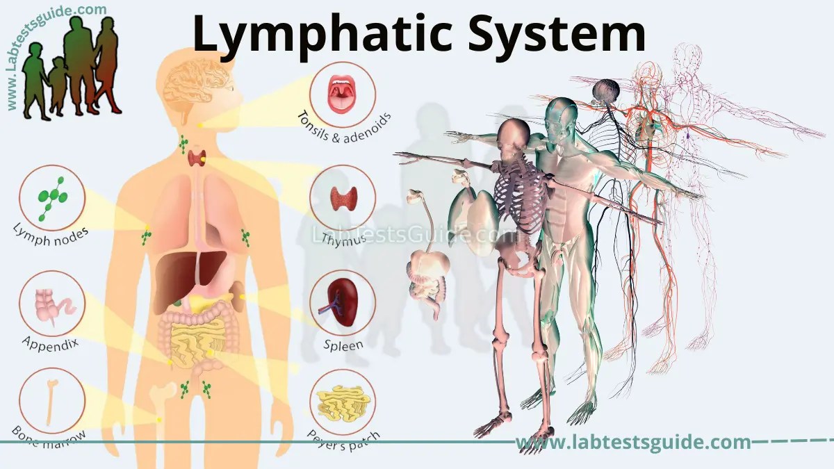 Lymphatic System Organs, Functoions, Roles Lab Tests Guide