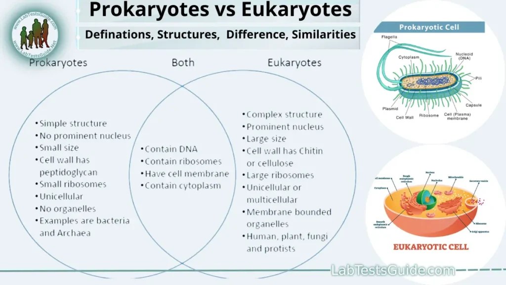 Link Between Prokaryotes And Multicellular Eukaryotes UK Pre www