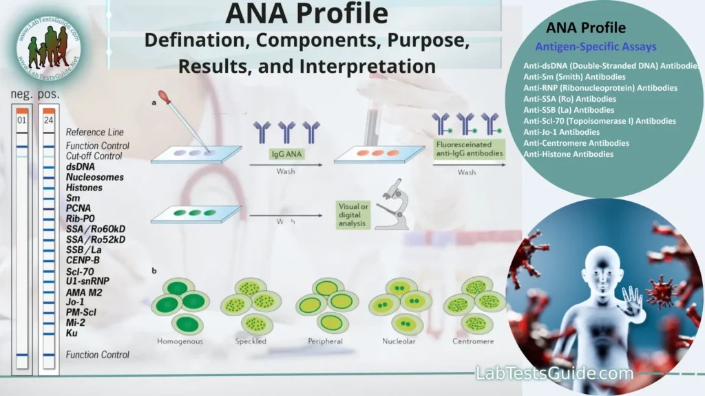 ANA Profile Defination, Components, Purpose, Results, and Interpretation