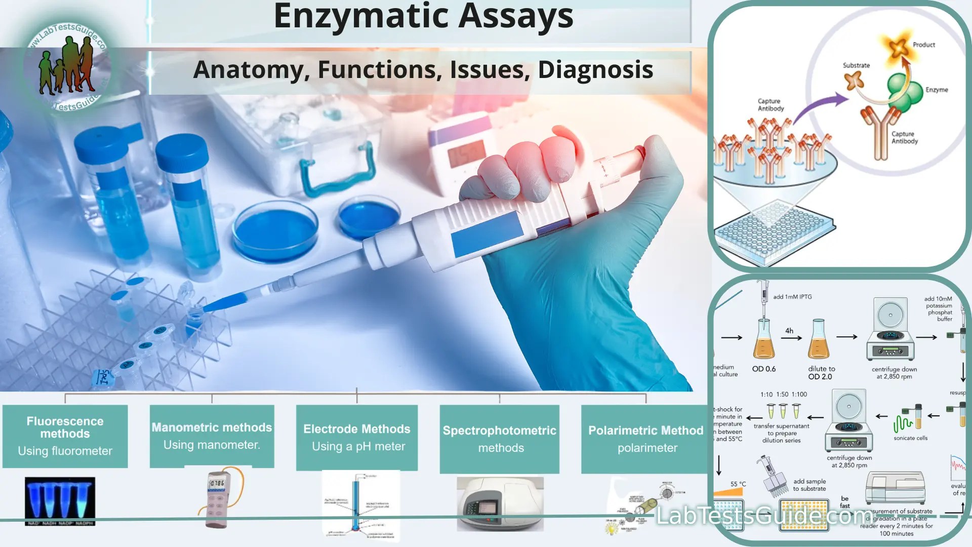 Enzymatic Assays Types, Principles, Importance, Procedures and more