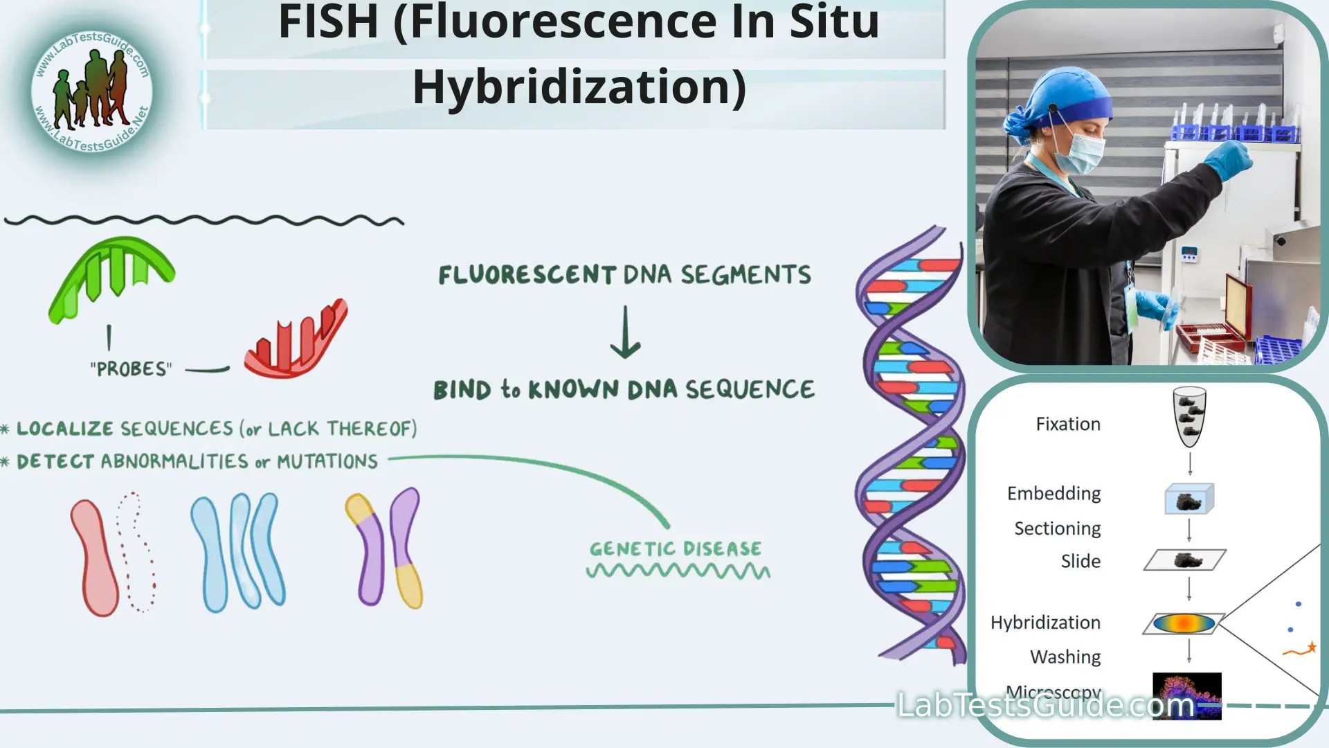 FISH (Fluorescence In Situ Hybridization) Purpose, procedure