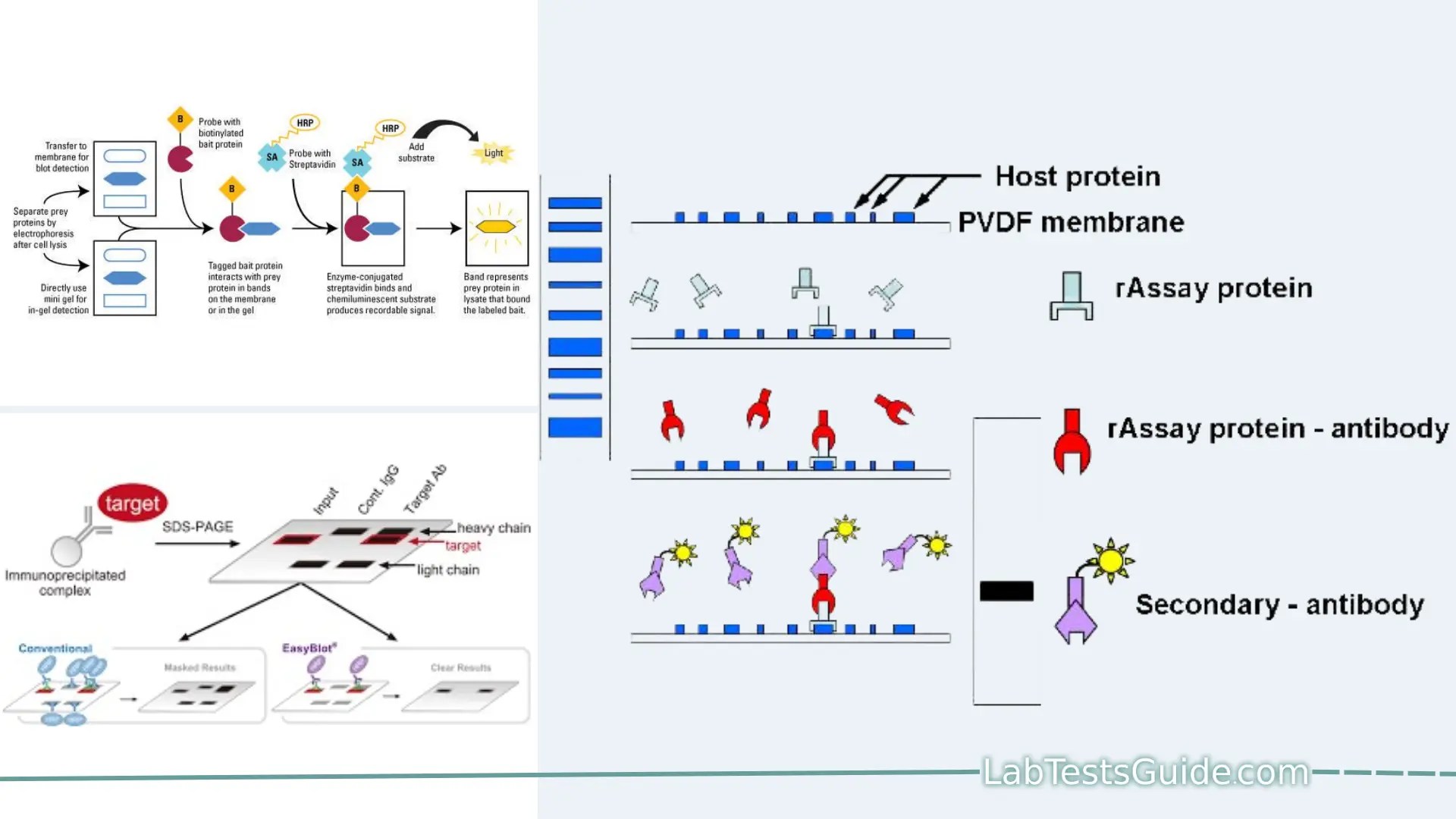 FarWestern Blotting Purpose, Principles, Procedure, Result