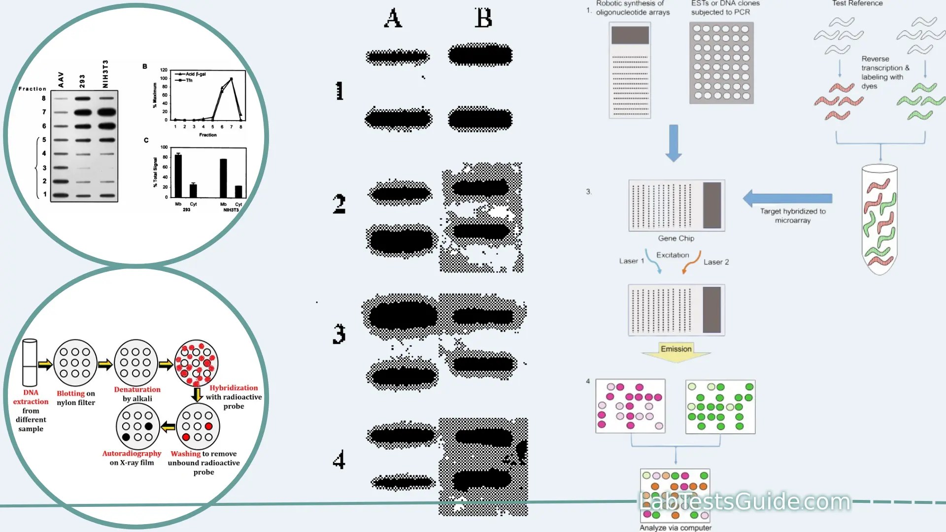 Slot Blotting Purpose, Principles, Procedure, Result Interpretation