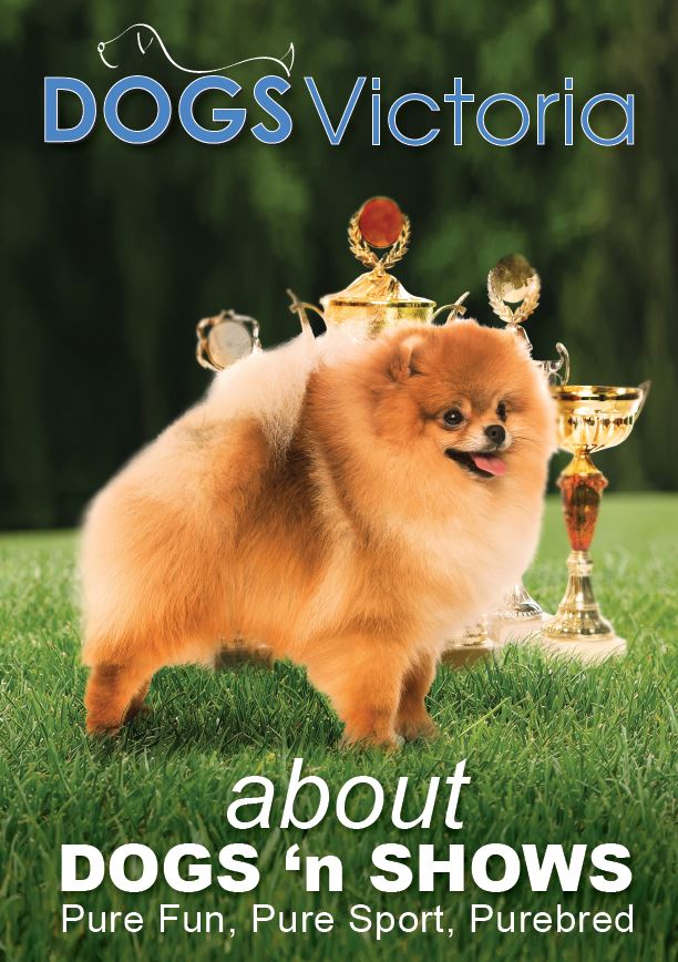 News Dogs Victoria Dogs and Shows