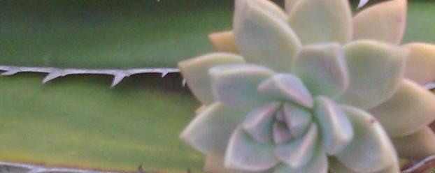 Cactus And Succulent Events Los Angeles November 2023 Event-Calendar