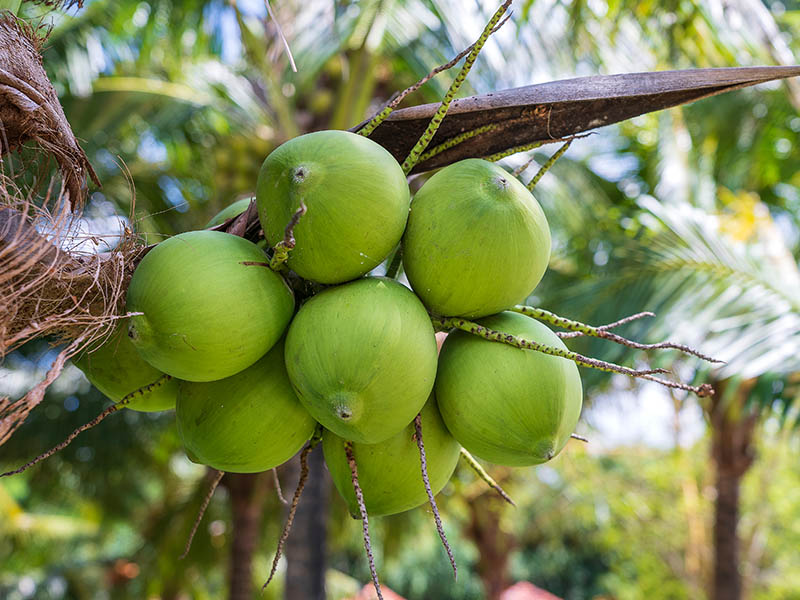 18 Types of Coconuts for a Tropical Taste in 2024