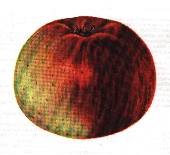 sortenbeschreibungI
