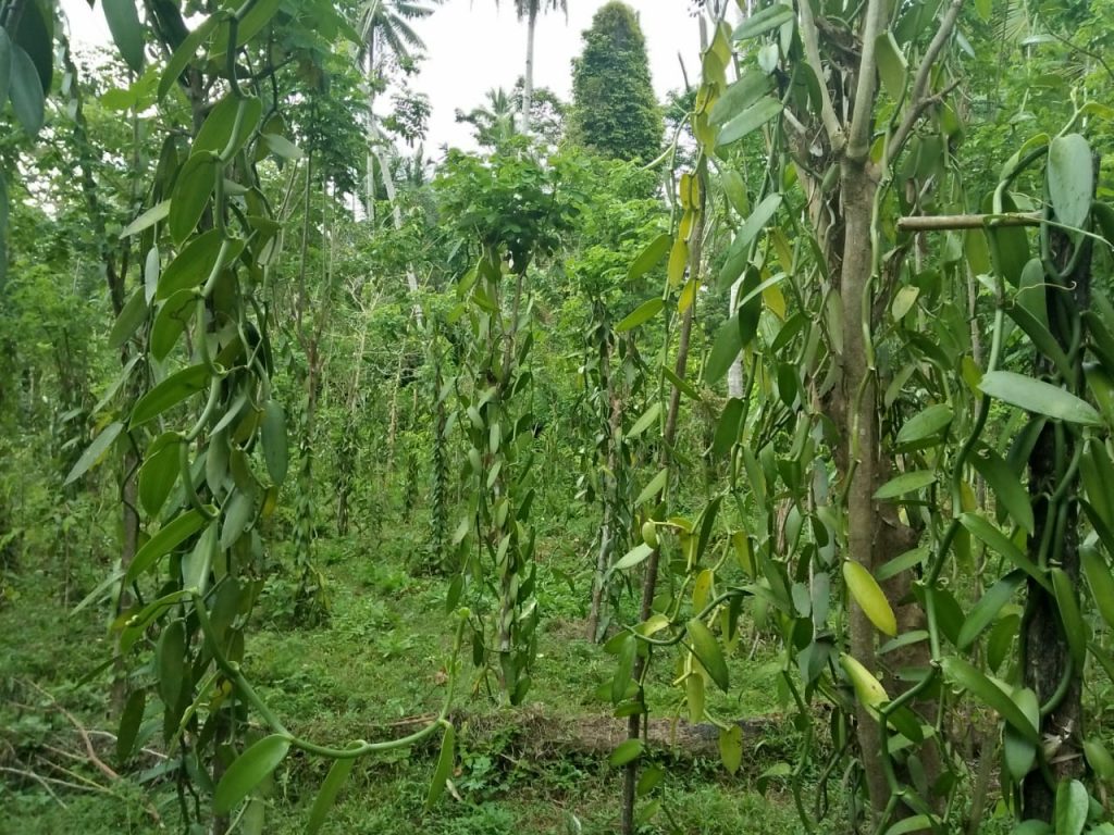 Indonesian vanilla beans delicious and gourmet beans