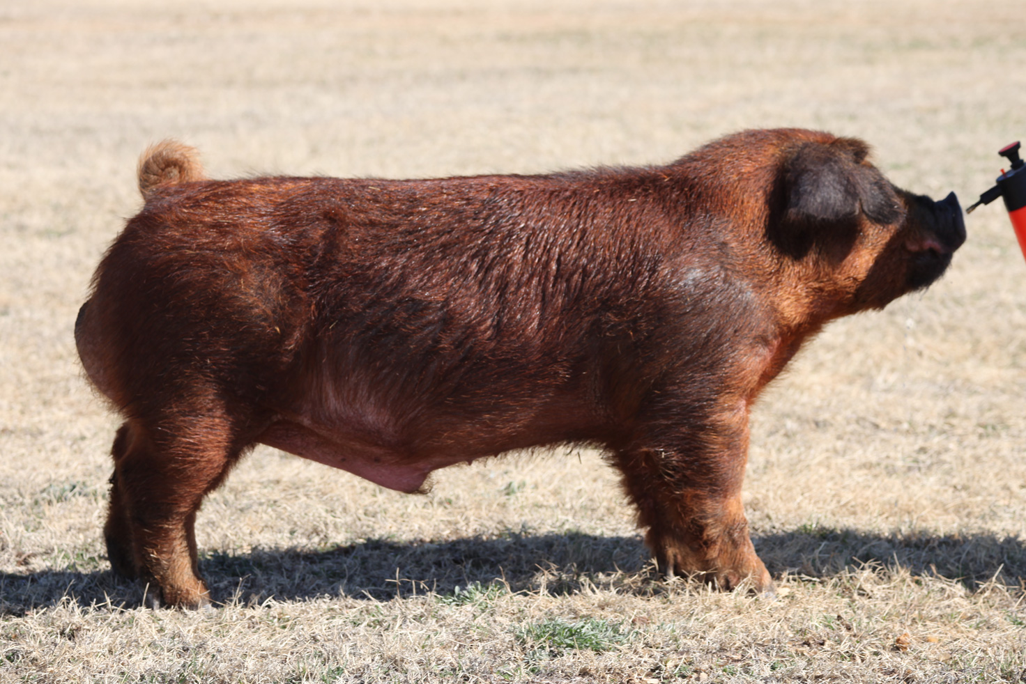 Boars Archive Lackey Livestock