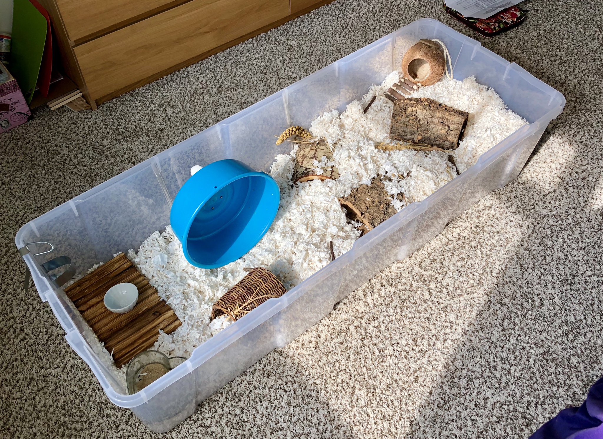 Ladybird Animal Sanctuary Ladybird Animal Sanctuary Maple