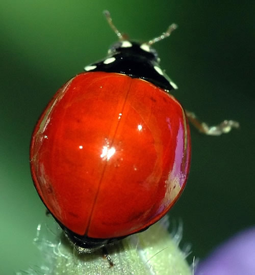 Why Do Ladybugs Have Spots?