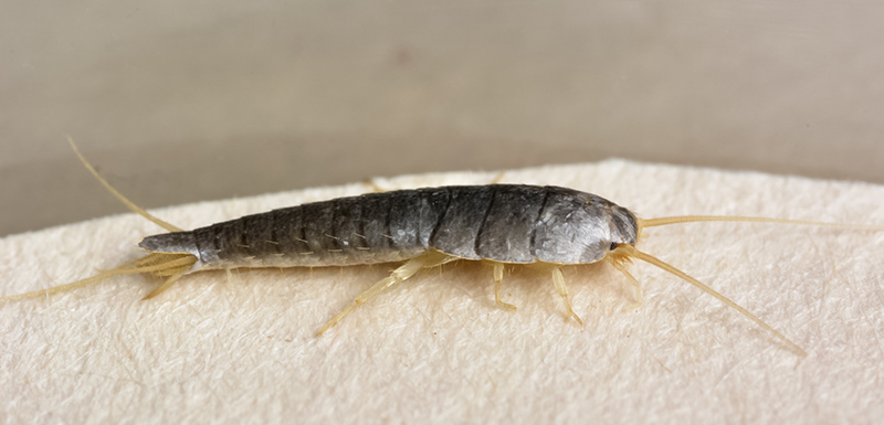 Silverfish In Attic Insulation Image Balcony and Attic
