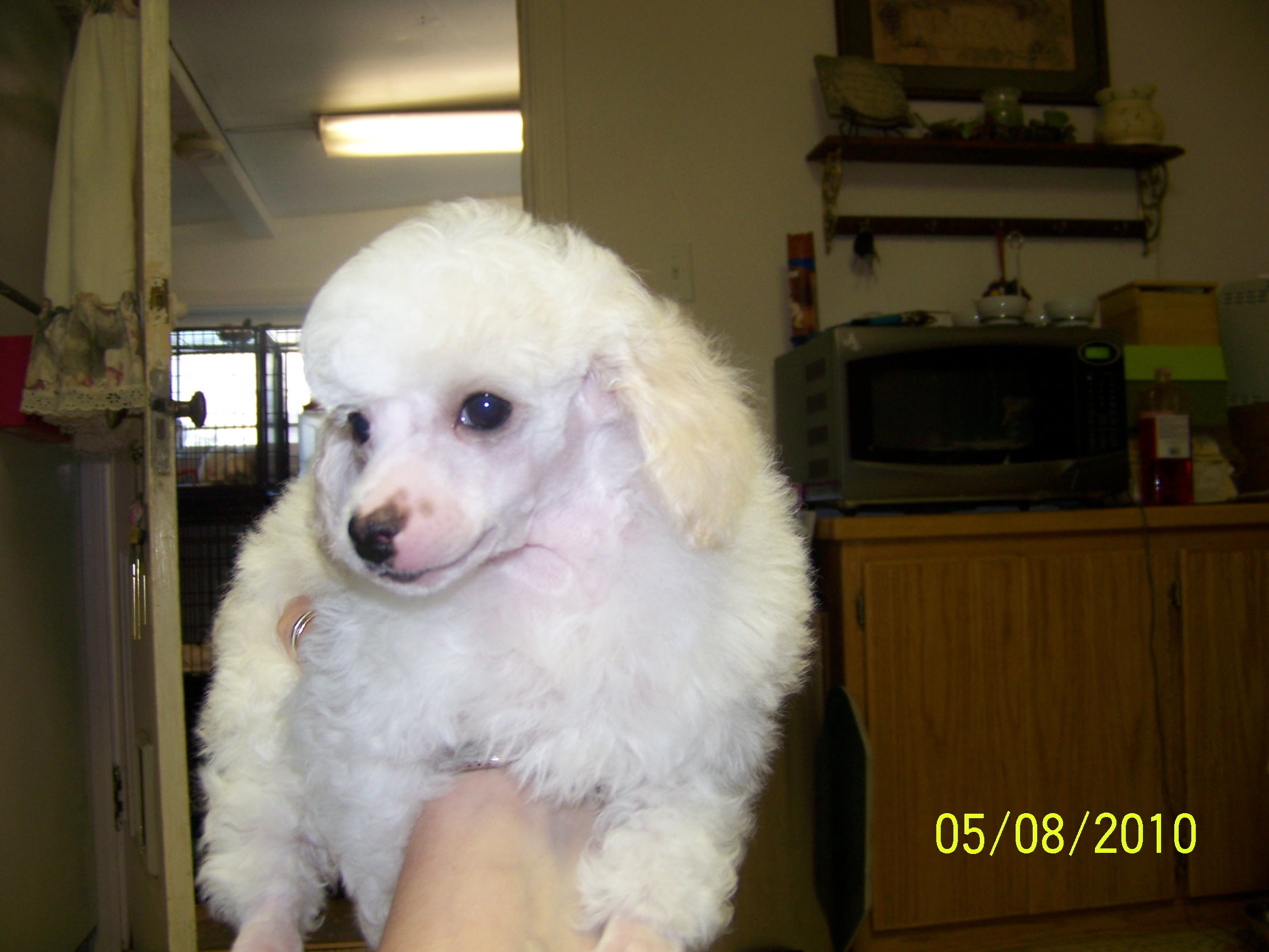 Lady D's Oodles of Poodles Oregon Washington Toy Poodles