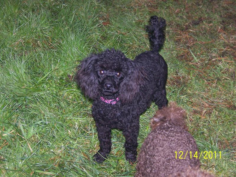 Lady D's Oodles of Poodles Oregon Washington Toy Poodles