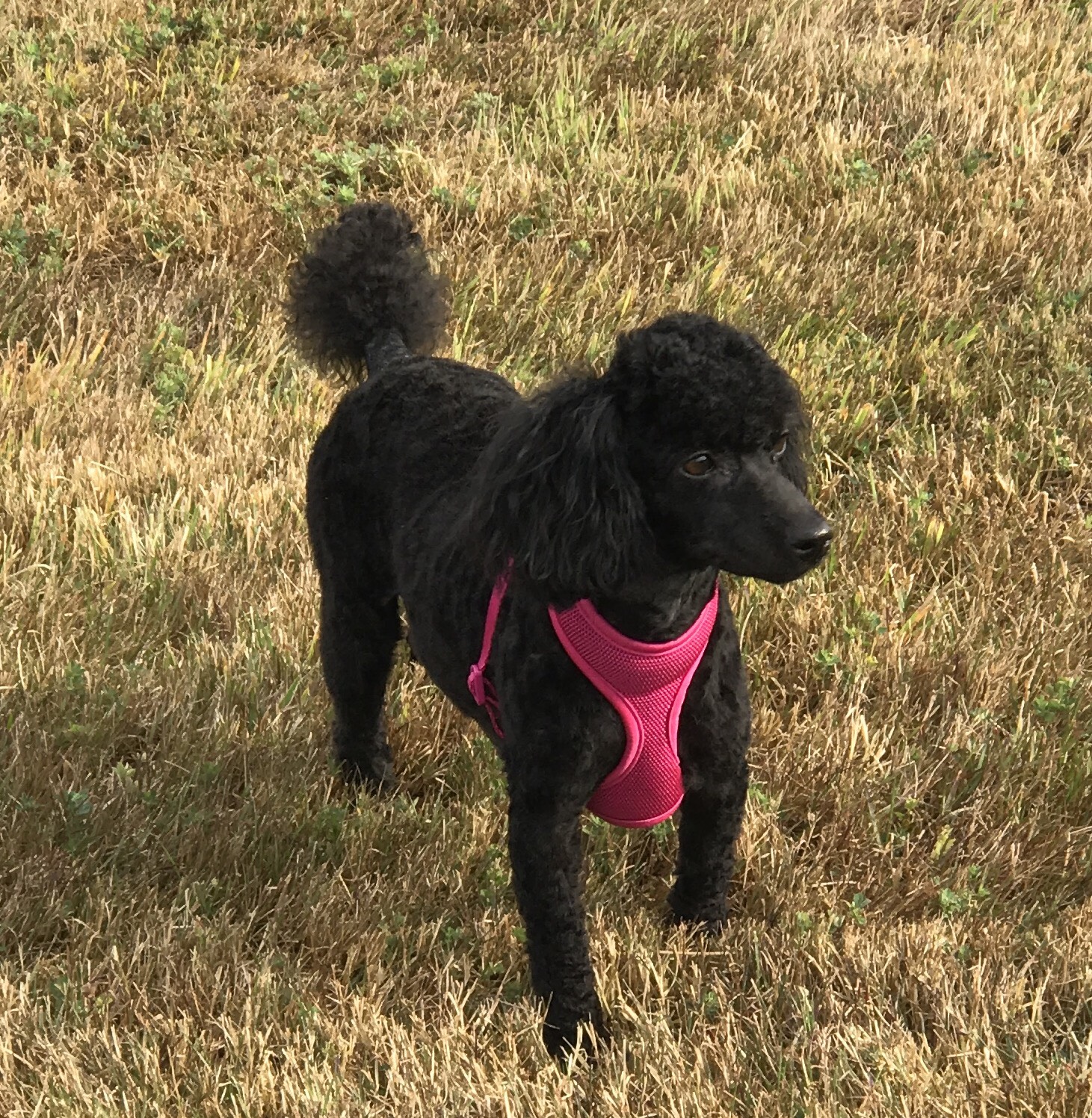 Lady D's Oodles of Poodles Oregon Washington Toy Poodles