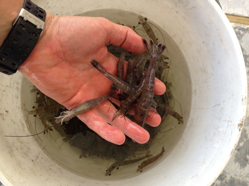 How To Keep Live Shrimp Alive at Kelly Cook blog