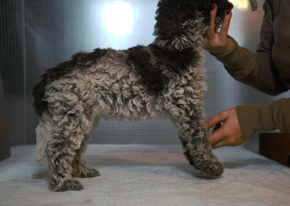 Lagotto Romagnolo Italienische Wasserhunde, Trüffelhunde Anatomie