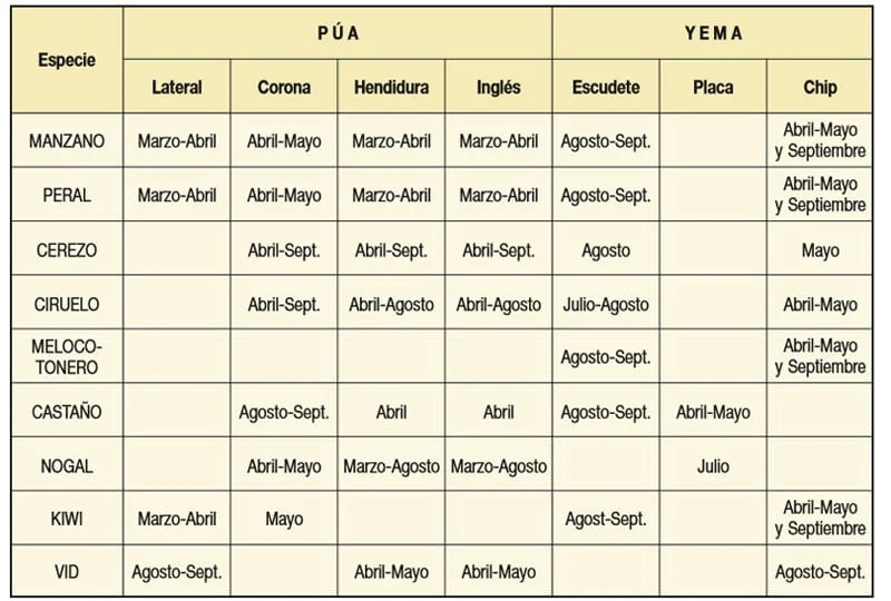 Tipos de Injertos y épocas para injertar La Huerta de Ivan