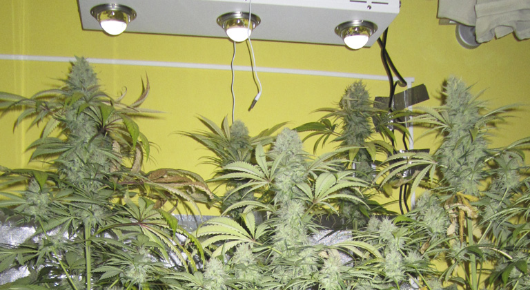 Floración De Marihuana Con Led, Aprende Los Mejores Trucos.