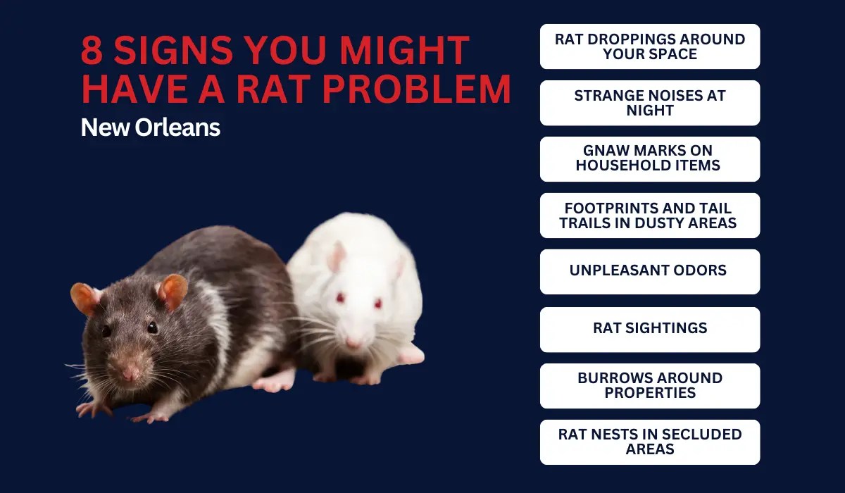 8 Signs You Might Have a Rat Problem in New Orleans LaJaunie's Pest
