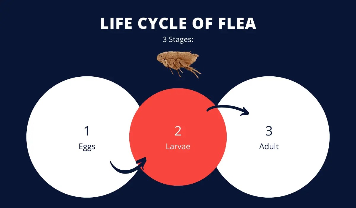 Does Diatomaceous Earth Kill Fleas? Here’s What to Know LaJaunie's
