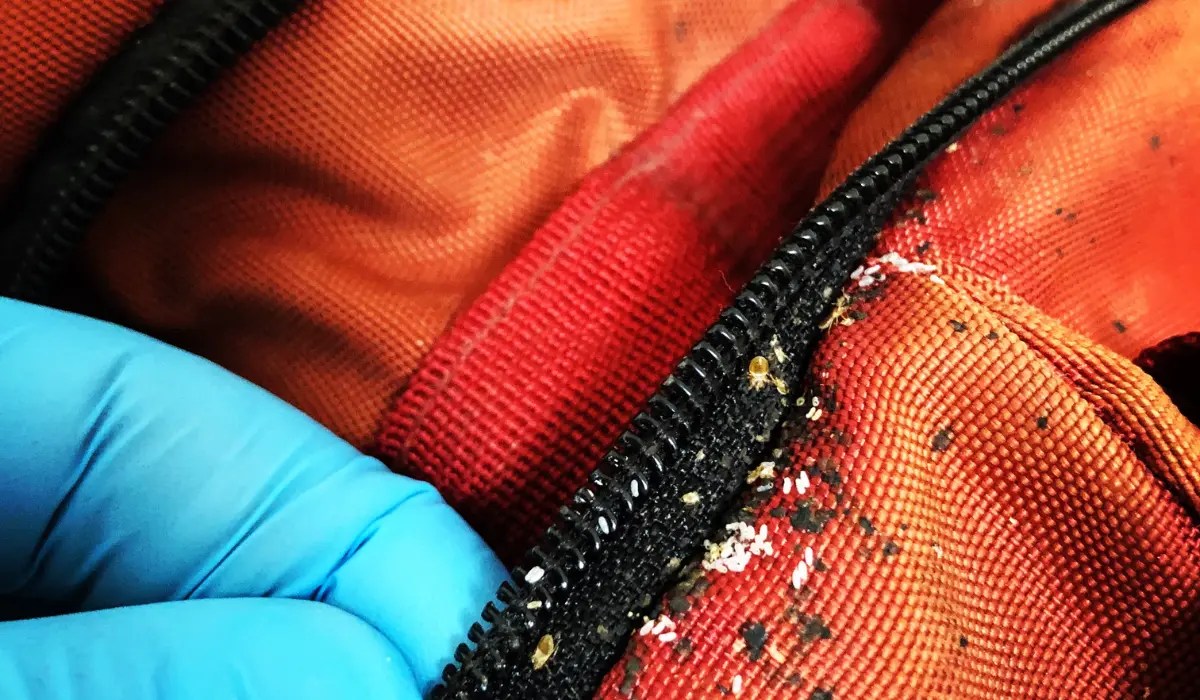 How to Check Luggage for Bed Bugs A StepbyStep Guide LaJaunie's