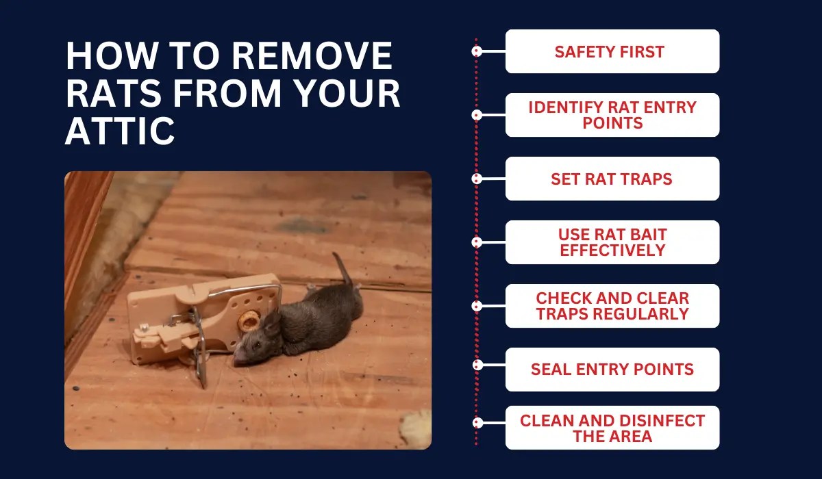 How to Get Rid of (and Prevent) Rats in Your Attic LaJaunie's Pest Control