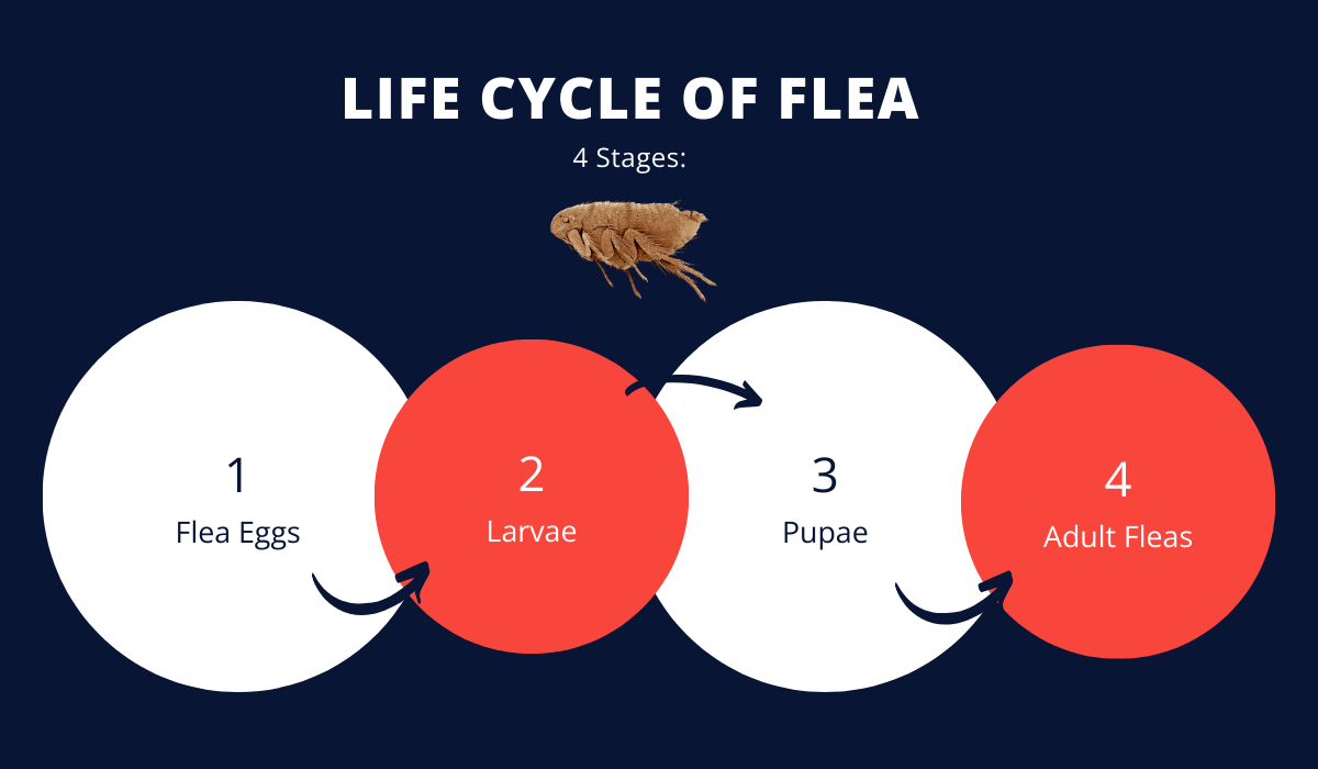 How Long Can Fleas Live Without a Host? LaJaunie's Pest Control