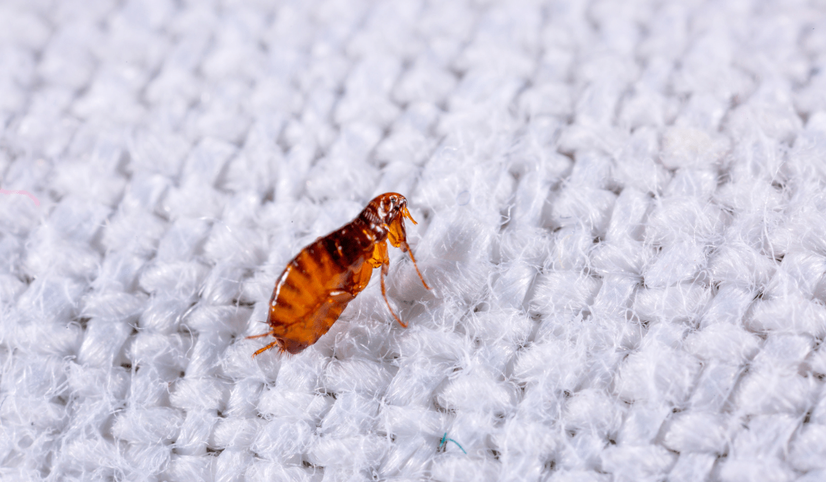 Does Heat Kill Fleas? Here&rsquo;s What to Know | LaJaunie&rsquo;s Pest Control