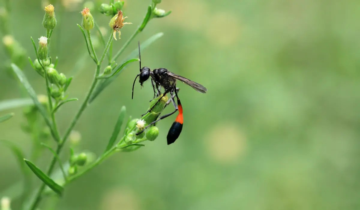 How to Get Rid of Mud Daubers in Louisiana LaJaunie's Pest Control